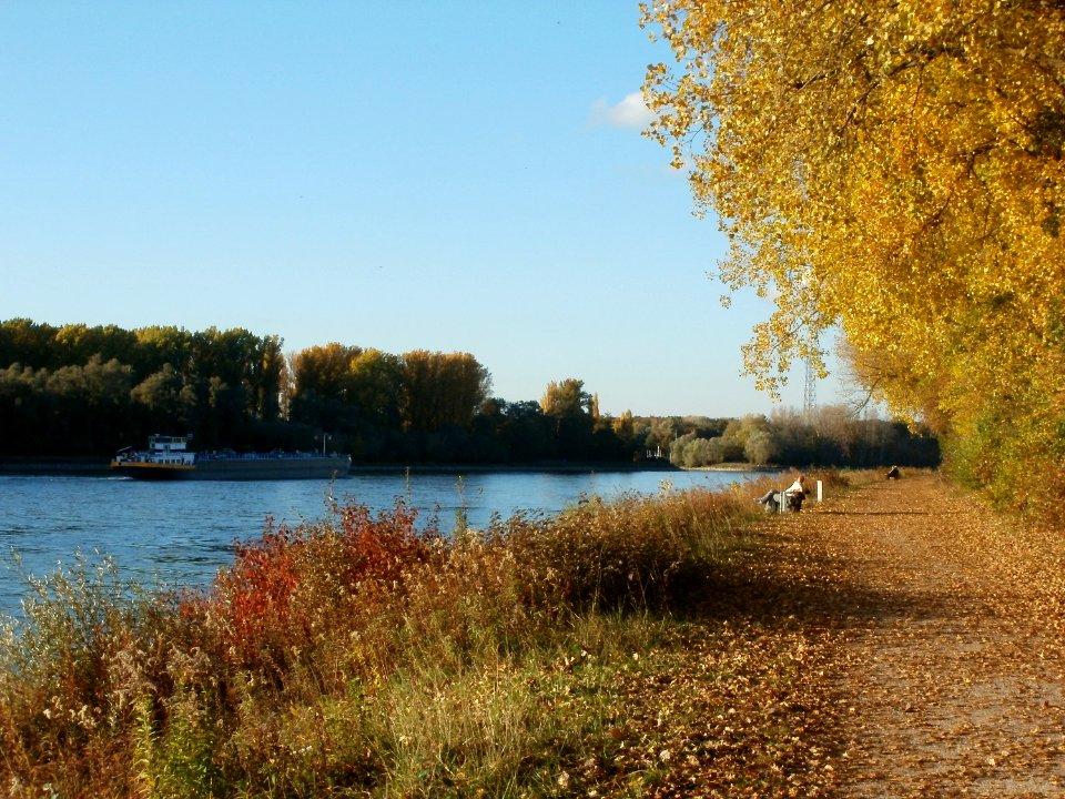 20111026Rhein_Bruehl7