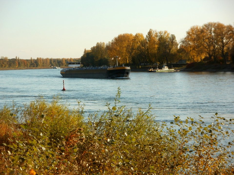 20111026Rhein_Bruehl6