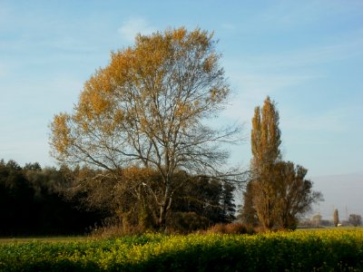 20111028Leopolds_Bachwiesen1