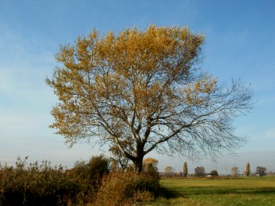 20111028Leopolds_Bachwiesen3