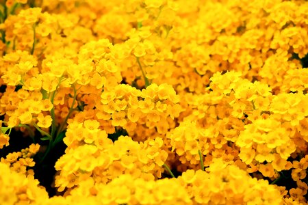 Ground cover tiny flowers photo