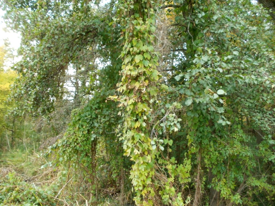 20111029Rheinbogen_Hockenheim01