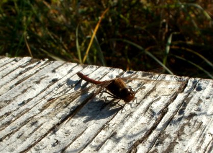 20111028Leopolds_Bachwiesen4