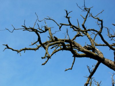 20111028Baum_Hockenheimer_Rheinbogen2