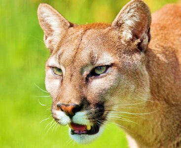 Predator big cat wildcat photo