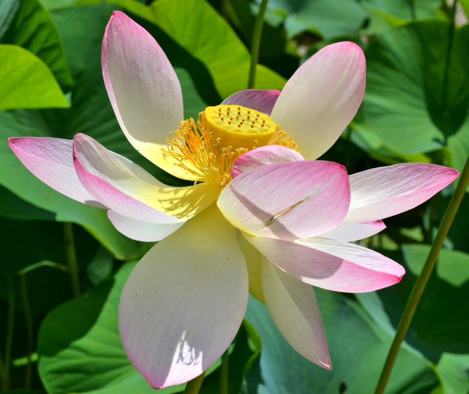 Lotus blossom water lily aquatic plant