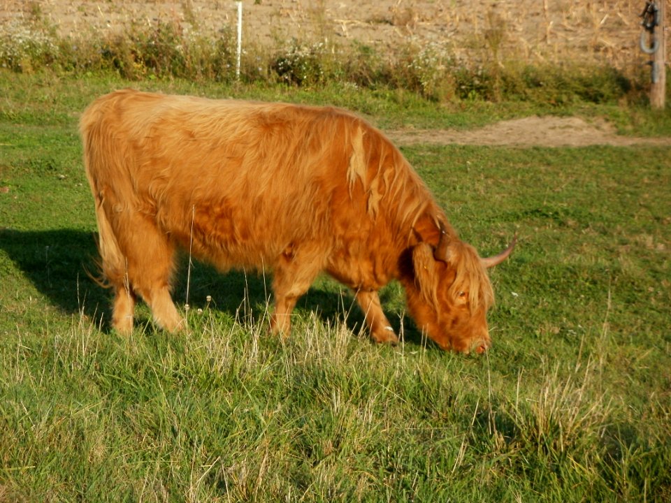 20110923Kuehe_Rheinhausen4