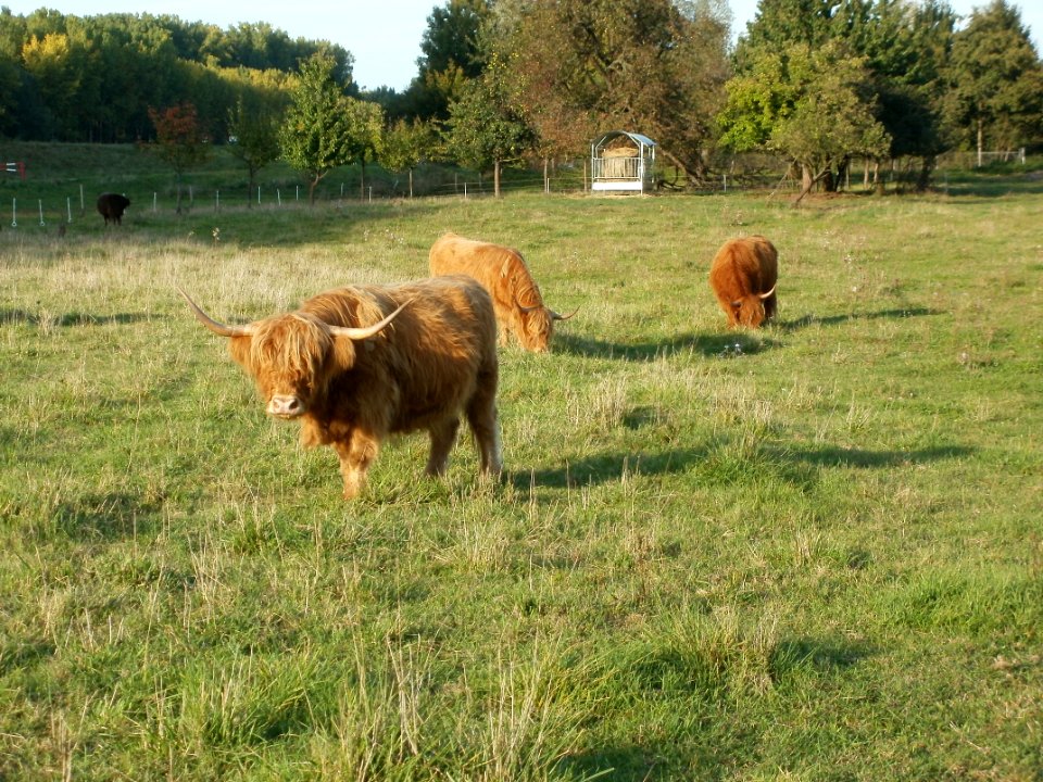 20110923Kuehe_Rheinhausen2
