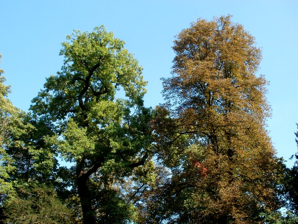 20110925Angloisen_Schwetzingen2