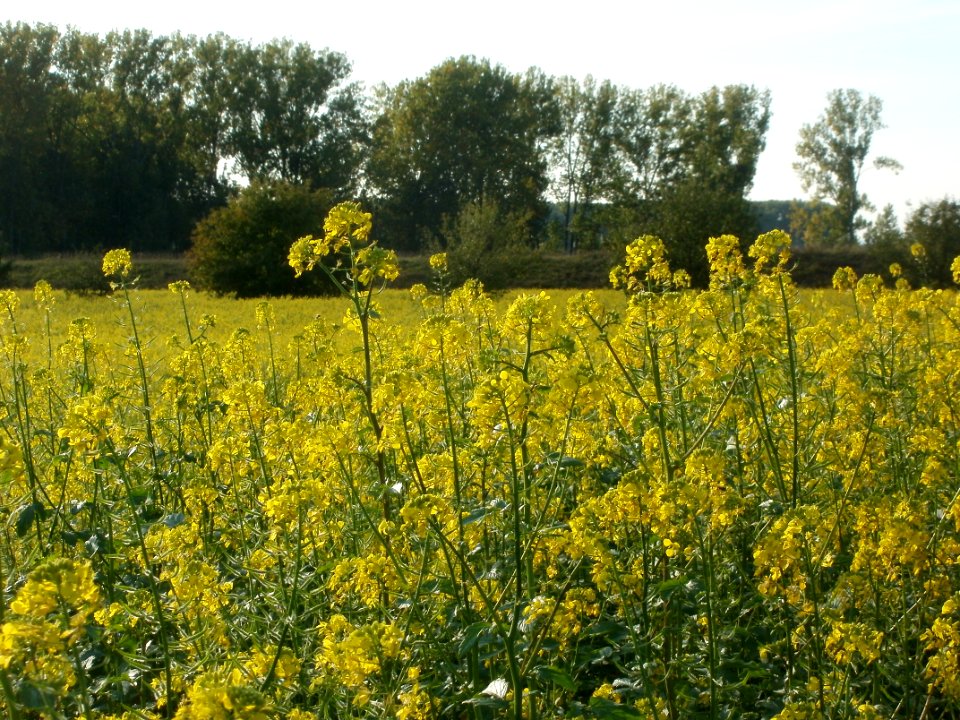 20110923Senf-Feld3