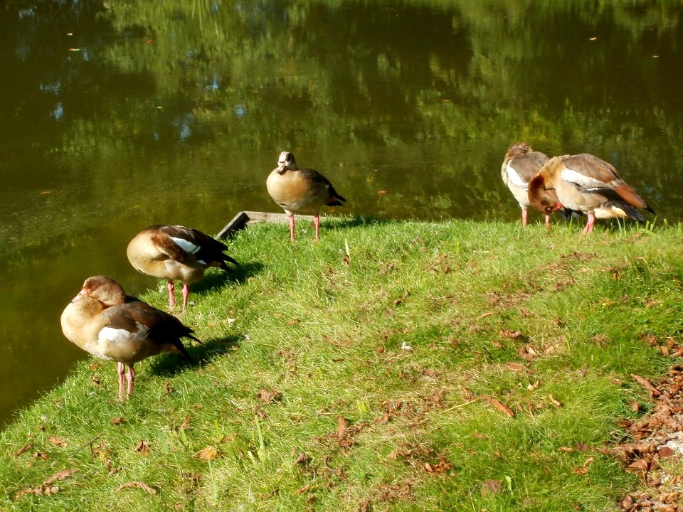 20110925Gaense_Schwetzingen4