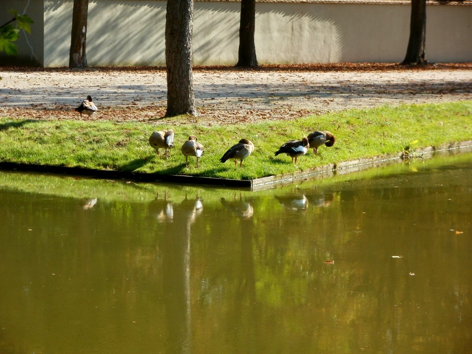 20110925Gaense_Schwetzingen1