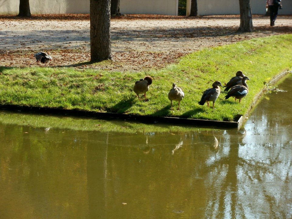20110925Gaense_Schwetzingen2