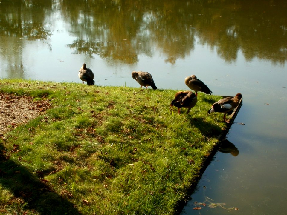 20110925Gaense_Schwetzingen3