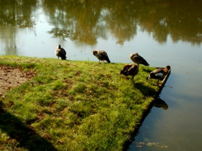 20110925Gaense_Schwetzingen3