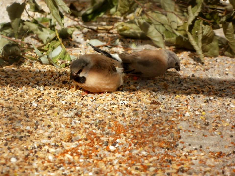 20110925Wasserspeiende_Voegel_Schwetzingen09
