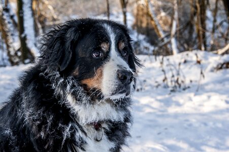 Schweizer sennenhund animal dog