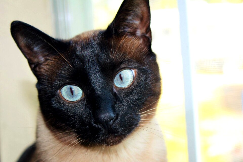 Blue eyes pet domestic animals
