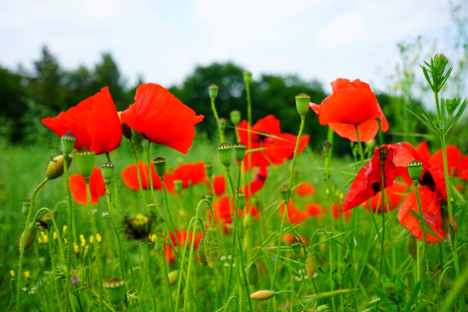 Klatschmohn cornflowers flowers photo