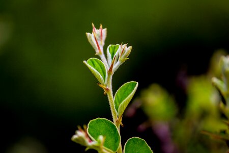 Picture greenery plants