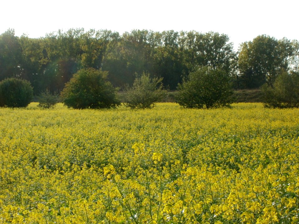 20110923Senf-Feld5