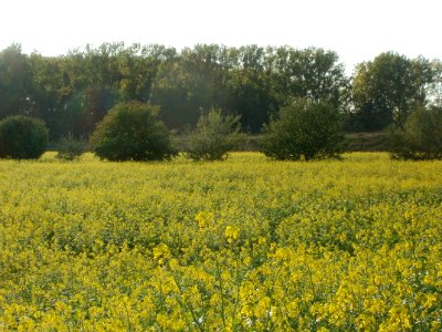 20110923Senf-Feld5