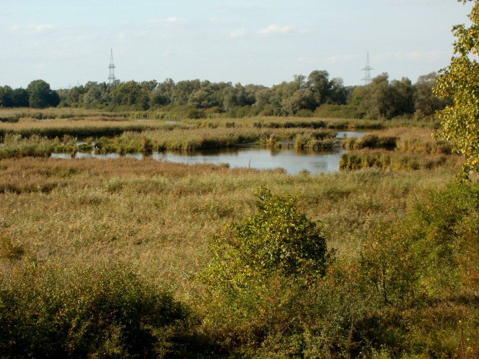 20110923Wagbachniederung3