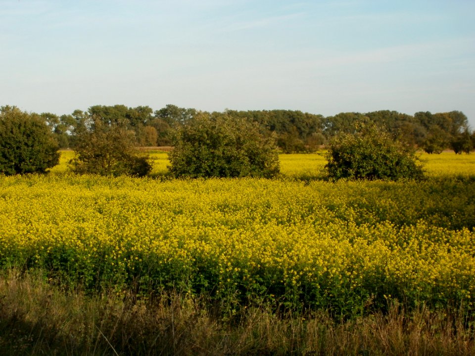 20110923Senf-Feld1