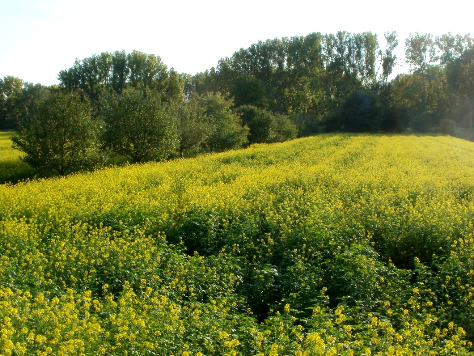 20110923Senf-Feld4