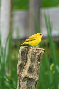 Canary paige nature