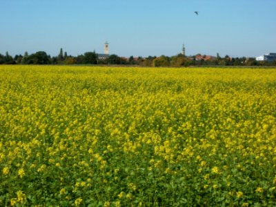 20110930Rapsfeld_Reilingen1