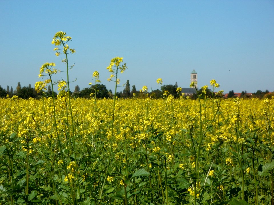 20110930Rapsfeld_Reilingen2