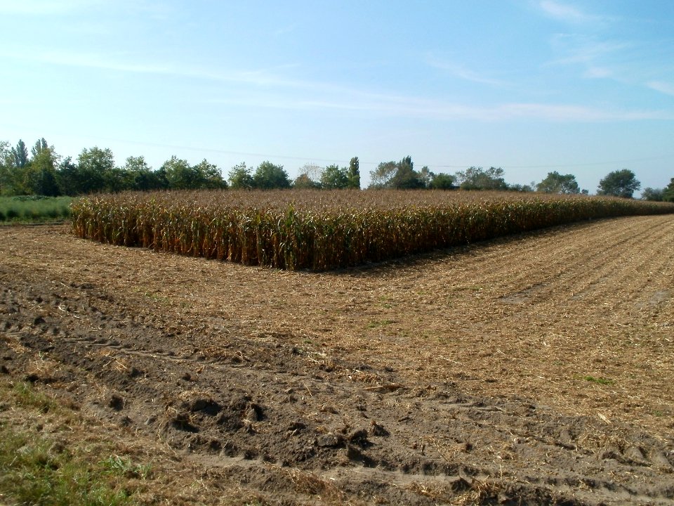 20110929Maisfeld_Ketsch5