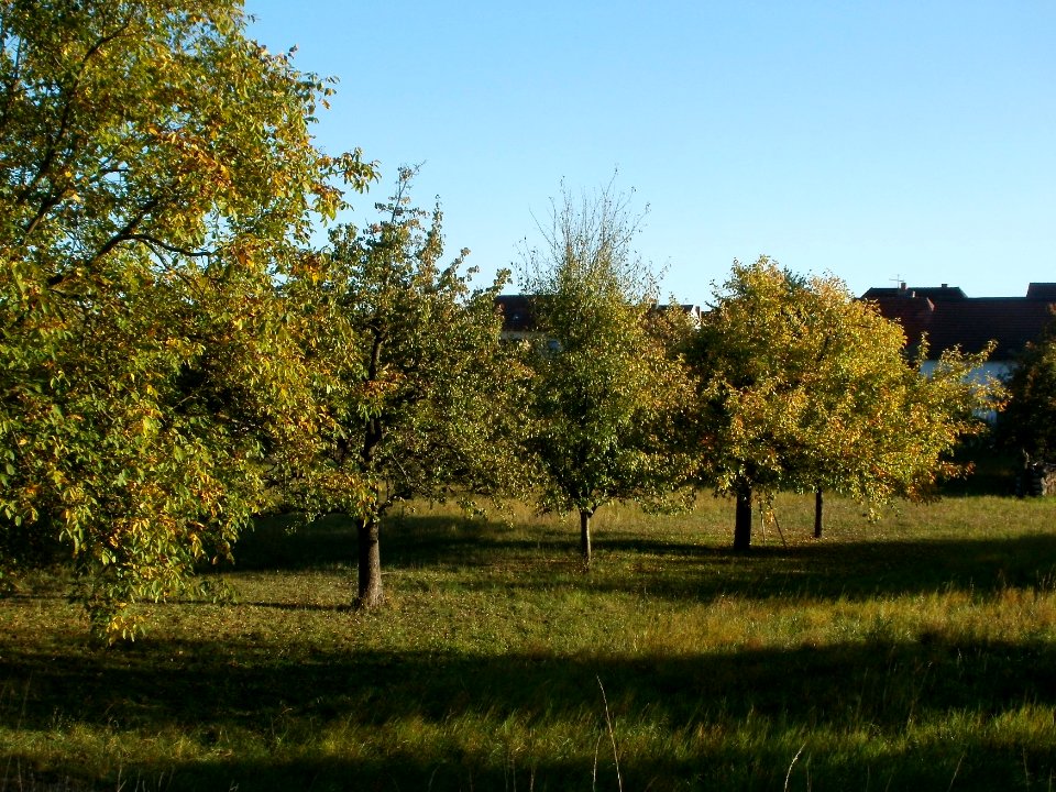 20110930Streuobstwiese_Rheinhausen