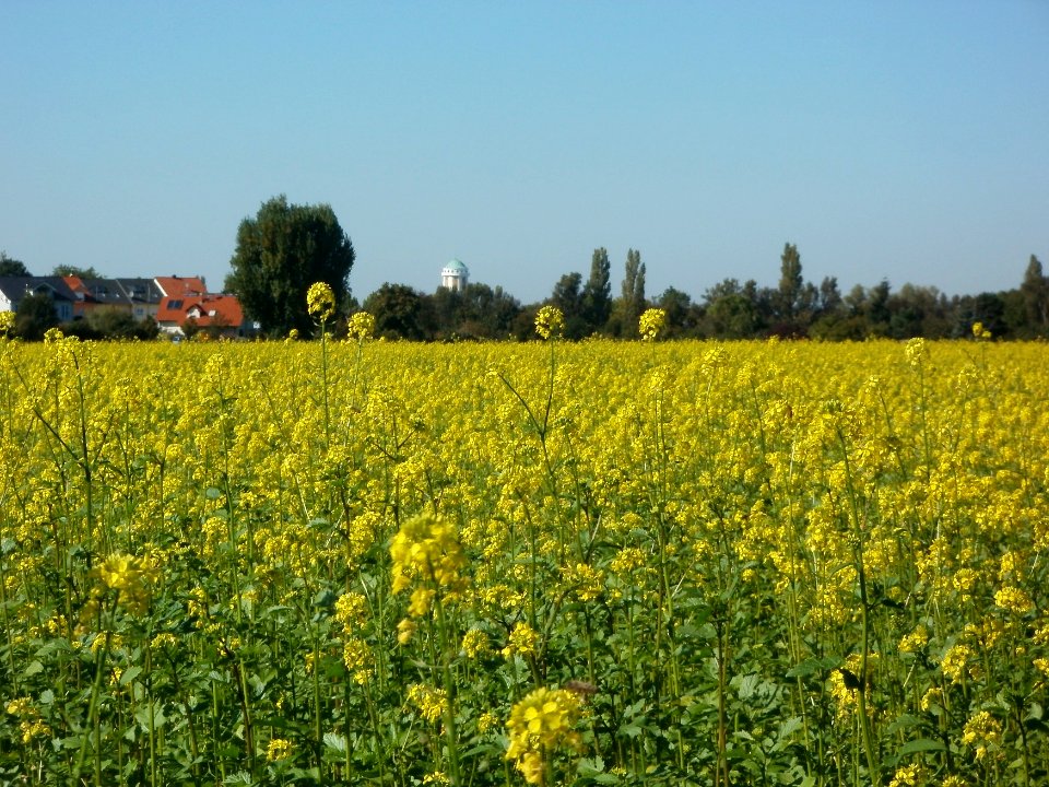 20110930Rapsfeld_Reilingen3