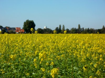 20110930Rapsfeld_Reilingen3
