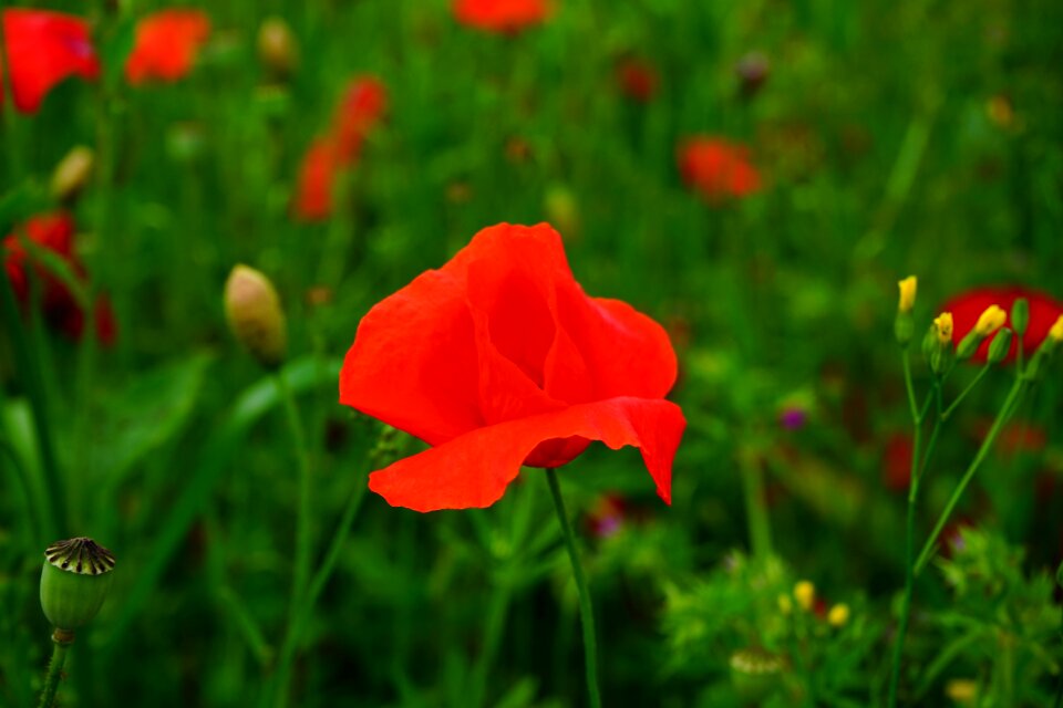 Red poppy red flower