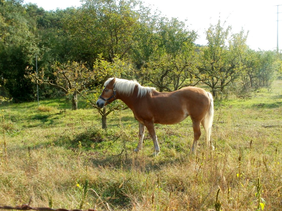 20110927Streuobstwiese_Ketsch5