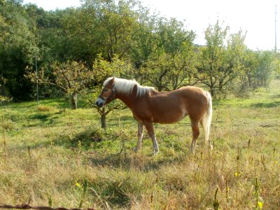 20110927Streuobstwiese_Ketsch5