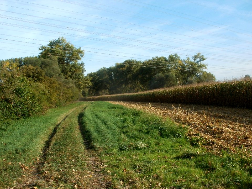 20110929Maisernte_Rheinhausen12