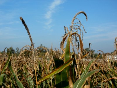 20110929Maisfeld_Ketsch3