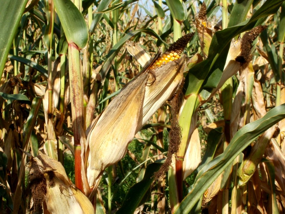 20110929Maisfeld_Ketsch1