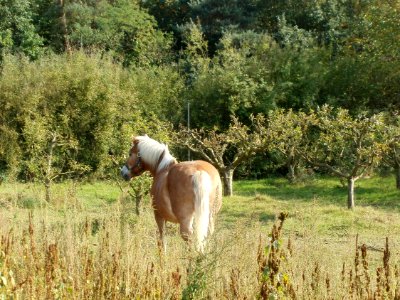 20110927Streuobstwiese_Ketsch4