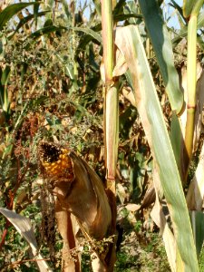 20110929Maisfeld_Ketsch2