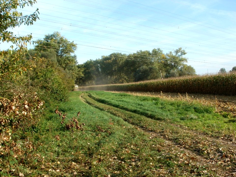 20110929Maisernte_Rheinhausen11
