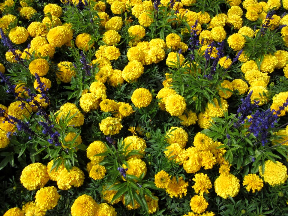 Butchart gardens british columbia canada