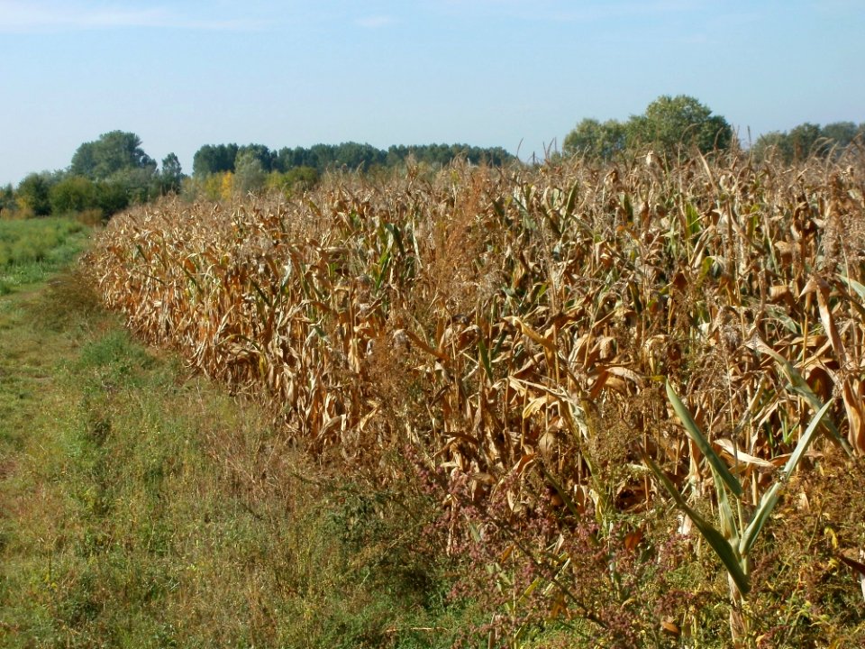 20110929Maisfeld_Ketsch4