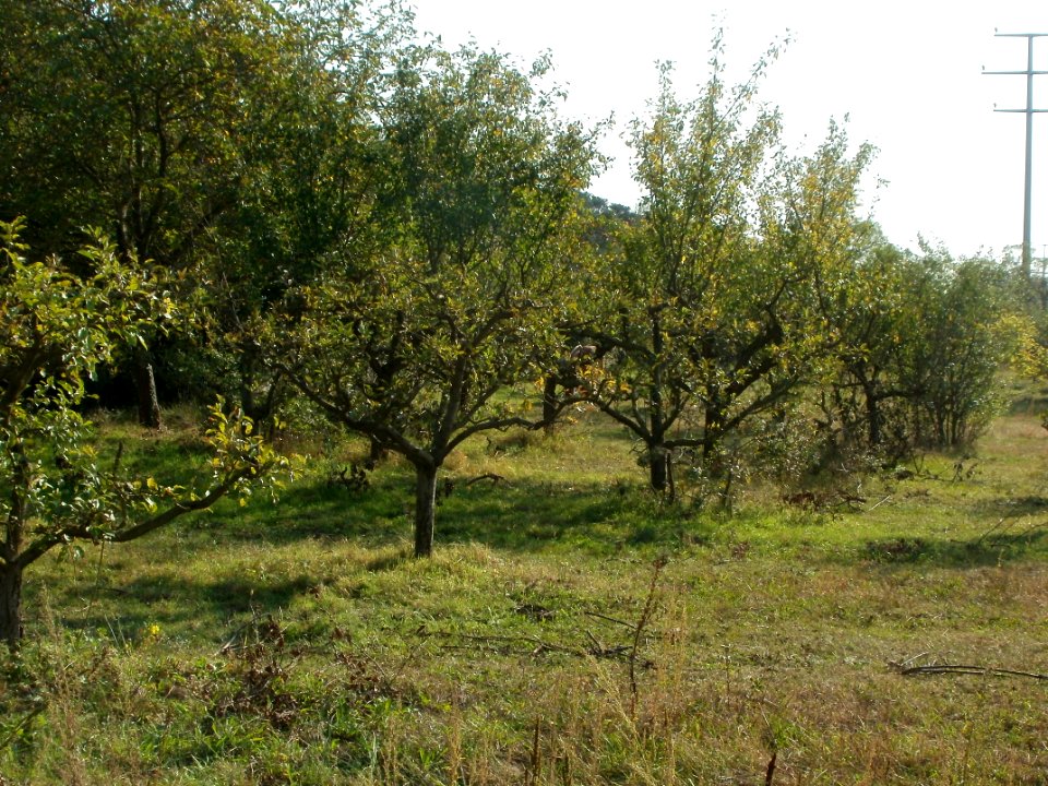 20110927Streuobstwiese_Ketsch2