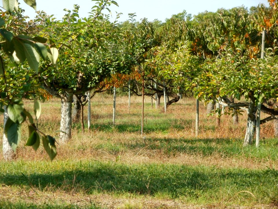 20110927Streuobstwiese_Ketsch3