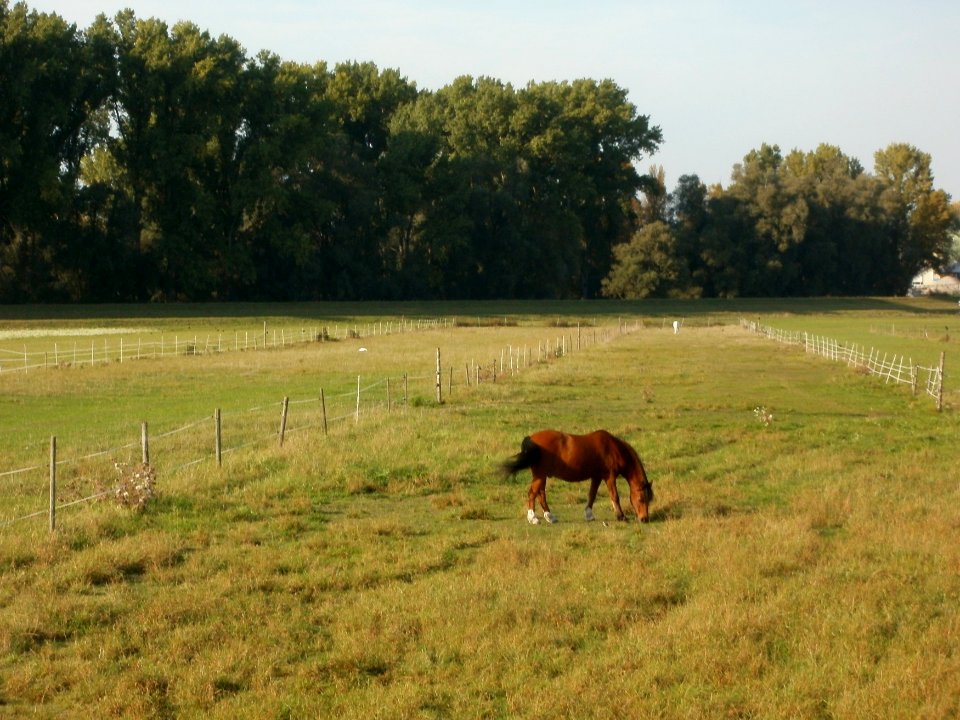 20110926Pferdekoppel_Rheinhausen